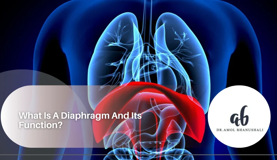 diaphragm