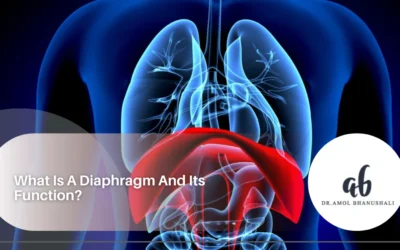 What Is A Diaphragm And Its Function?